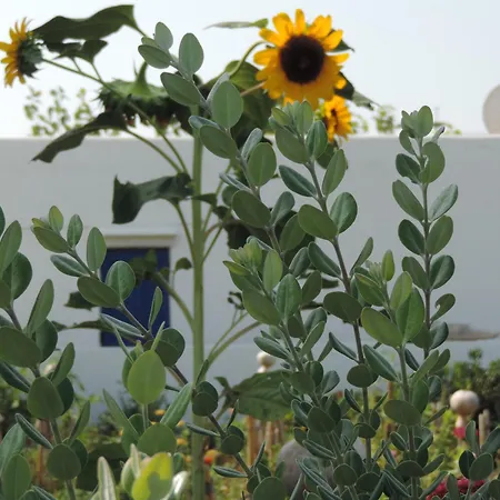 Pelagos On Gyrismata